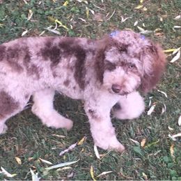 Dilly - Cockapoo