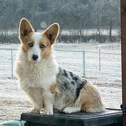 American Corgis and Pembroke Welsh Corgis from Barton Farms Corgis