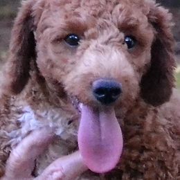 Aussiedoodles and Poodles from BA Doodles & Poodles