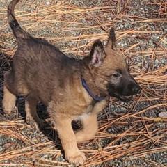 Belgian Laekenois Puppies from Cal Curly Coats Belgian Laekenois