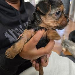 Girl 3 - Black and tan female Yorkshire Terrier puppy in Virginia Beach, Virginia from Andre's Yorkshire Terriers