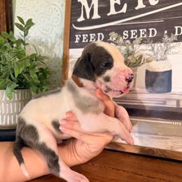 Tikka - Harlequin male Great Dane puppy in Carencro, Louisiana from Halsey Danes