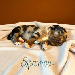 Sparrow - Blue merle male Aussiedoodle puppy in Ellenburg Depot, New York from K&S Country Kennels