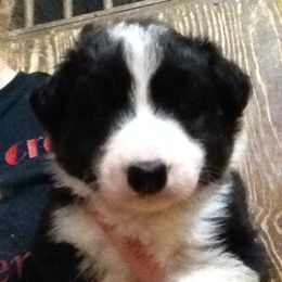 Border Collie Puppies from MoonStar Farm