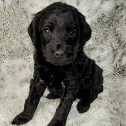Shawn - Black male Goldendoodle puppy in Eau Claire, Wisconsin from Fisher River Doodle's