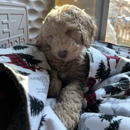 Goldendoodle Puppies from Lundee Doodles