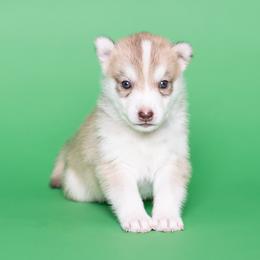 Vin - Red and white male Siberian Husky puppy in Meadow Vista, California from Thistle Hill Siberians
