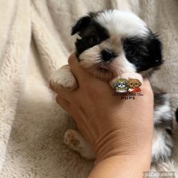 Chevy - Tricolor male Shih Tzu puppy in Walkertown, North Carolina from Lil’ Bit’s Shih Tzu