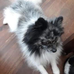 Sammy - Pomeranian