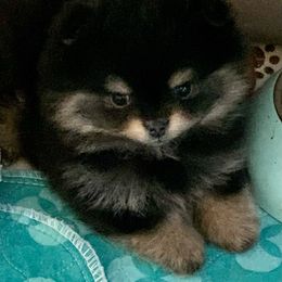 Pomeranian Puppies from Yates Pomeranians