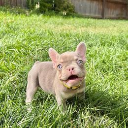 Aurora - Tricolors female French Bulldog puppy in Colorado Springs, Colorado from Sun Mountain Frenchies