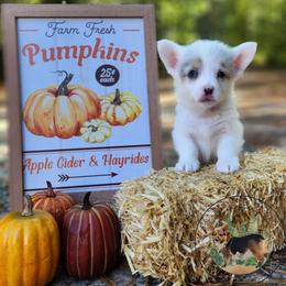 Fremont - White merle male American Corgi puppy in Cameron, North Carolina from Butts Family Corgis