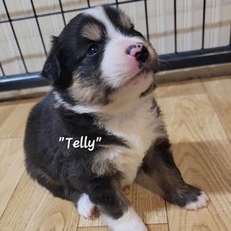 Telly - male Miniature American Shepherd puppy in Waxhaw, North Carolina from Cane Creek Aussies