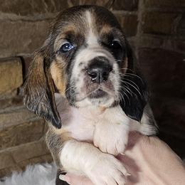Yellow Collar Girl - 3250 - Black white and brown female Basset Hound puppy in Richland Hills, Texas from The Basset Family