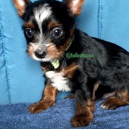 Yorkshire Terrier Puppies from Belle's Yorkie Babies
