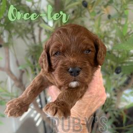 Once-ler - Red male Cavapoo puppy in West Jordan, Utah from Ruby's Cavapoos