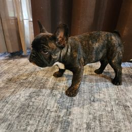 Cherry - Brindle French Bulldog puppy in Springfield, Missouri from #1 Frenchies aka Nokie's Bullies
