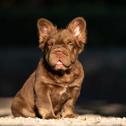 Assorted Doodle Crosses, French Bulldogs, Maltipoos, Poodles, and Saint Berdoodles from Brewer's Doodles and French Bulldogs