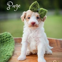 Page - Parti female Goldendoodle puppy in Cleveland, Tennessee from Edgewater Doodles & Designer Pups
