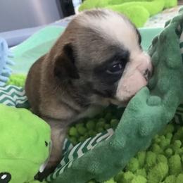 Girl 3 - Fawn female Bulldog puppy in Tierra Verde, Florida from Destiny Kennel