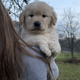 Golden Retriever Puppies from Seven Hills Goldens