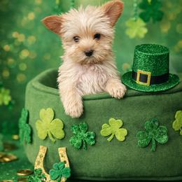 Yorkshire Terrier Puppies from Prissy PawPals