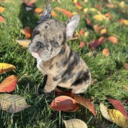 Iron Man - Liver male French Bulldog puppy in Thorndale, Pennsylvania from Lorie's French Bulldogs