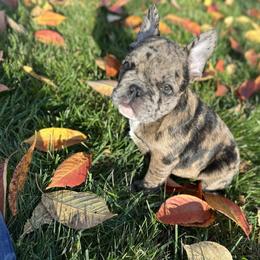 Iron Man - Liver male French Bulldog puppy in Thorndale, Pennsylvania from Lorie's French Bulldogs