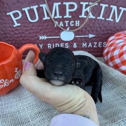 Vulpix - Black female Bordoodle puppy in Canfield, Ohio from Poo's Doo's & Inu's