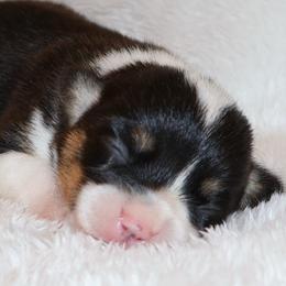 Peck - Black and tan female Pembroke Welsh Corgi puppy in Arcanum, Ohio from Weissway Corgis