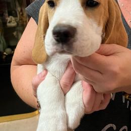 Sistine - Red and white Beagle puppy in Bonita Springs, Florida from Macushla Beagles