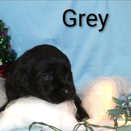 Grey - Black male Labrador Retriever puppy in Parma, Idaho from Campbell Valley Labradors