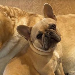 Vanna - Blue fawn French Bulldog puppy in Clifton, Texas from Blue Ribbon French Bulldogs