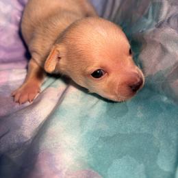 Flint - Cream male Chihuahua puppy in Scranton, South Carolina from The Magnolia Pawlor, LLC