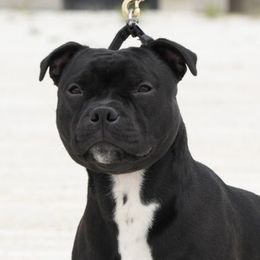 Earl - Staffordshire Bull Terrier