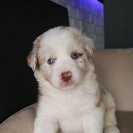 Australian Shepherd Puppies from Kiki's Aussies