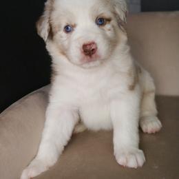 Australian Shepherd Puppies from Kiki's Aussies