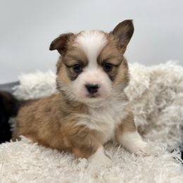 Boo-Hot pink collar - Sable female Pembroke Welsh Corgi puppy in Benjamin, Utah from Nuna’s  Corgis