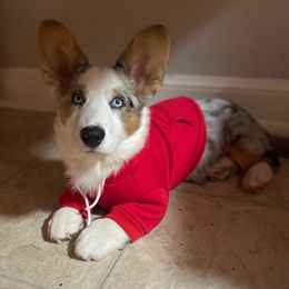 Cardigan Welsh Corgi Puppies from Wasatch
