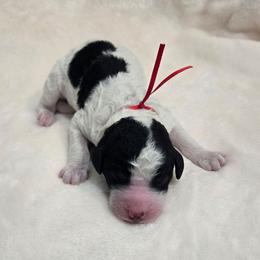 Iron man - Black and white male Sheepadoodle puppy in Ashton, Idaho from Kerr Kanine Ranch