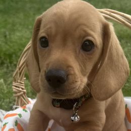 Dachshunds from Reeves Dashing-Hounds