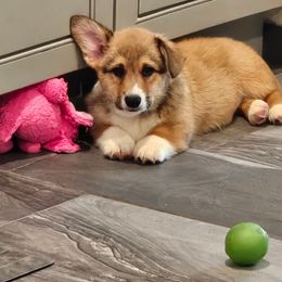 Steven - Red male Pembroke Welsh Corgi puppy in Kiowa, Colorado from Cool Water Corgis LLC