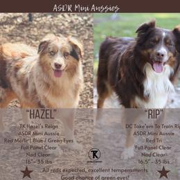 Miniature Australian Shepherd puppies from TK Standard, Mini, & Toy Aussies