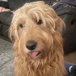 Goldendoodles from Doster Doodles