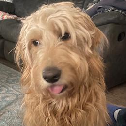 Goldendoodles from Doster Doodles