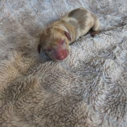 Willow - Dapple female Dachshund puppy in Opelika, Alabama from Dachshund Darlins