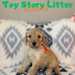 Bo Peep - Apricot female Goldendoodle puppy in Houston, Texas from Golden Life Doodles