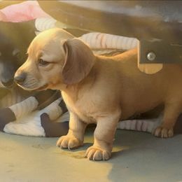 Ruffy (AKC REGISTRATION) - Cream male Dachshund puppy in Beaumont, California from Santa Rita Doxies