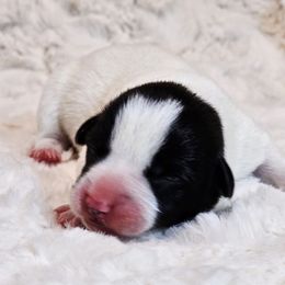 Girl 2 - Black and white female American Corgi puppy in Clovis, New Mexico from Sweet & Salty Cowdogs