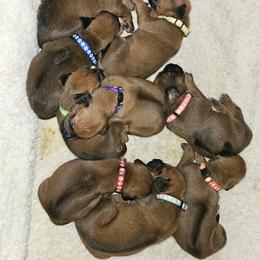 Rhodesian Ridgeback Puppies from Mafigeni Ridgebacks